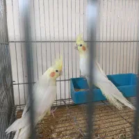 تعدادی عروس هلندی