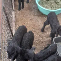 فروش ۵ راس بره شیری نژاد دار