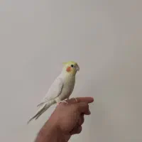 عروس هلندی رام و سخنگو