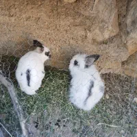 خرگوش