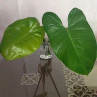 قلمه گل ۴ مدل