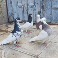 کفتر