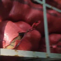 سیب زمینی بذری جیلی 1402