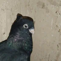 سیاه و سبز درشت|پرنده|شهرضا, |دیوار