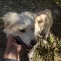 پا کوتاه نژاد دار|سگ|باروق, |دیوار