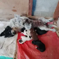 سگ پاکوتاه خانگی