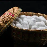 فروش پیله ابریشم
