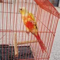 طوطی ردچیک