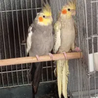 معاوضه عروس هلندی