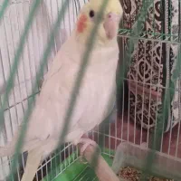 سهره قناری سینه سرخ عروس هلندی|پرنده|همدان, |دیوار