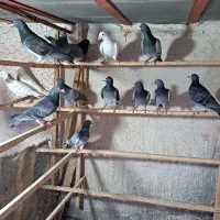 کبوتر مسافتی