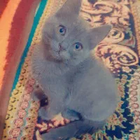 گربه ۷ماهه