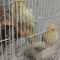 عروس هلندی|پرنده|بندرعباس, |دیوار