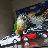 گرینچیک نر سخنگو