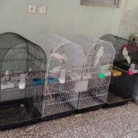 عروس هلندی و کوتوله