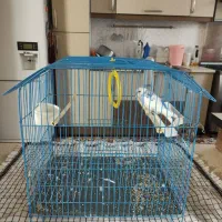 سلام مرغ عشق