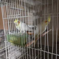 چند جفت عروس هلندی.|پرنده|درمیان, |دیوار