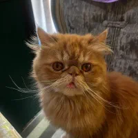 گربه گارفیلدی پرشین سوپر فلت همه چیز فهم باهوش|گربه|تبریز, |دیوار