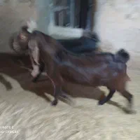 کولار و بزغاله نر و بز جملی آنتیک آنتیک|حیوانات مزرعه|مشهد, پروین اعتصامی|دیوار