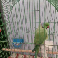 طوطی سخنگو|پرنده|ری, سیزده آبان|دیوار