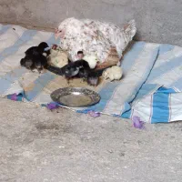 مرغ محلی با جوجه|حیوانات مزرعه|لنده, |دیوار