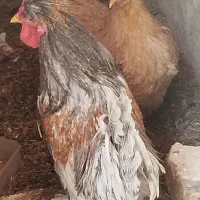 تخم مرغ نطفه دار نژاد برهما|حیوانات مزرعه|ساوه, |دیوار