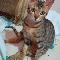 گربه واگذاری