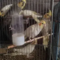 عروس هلندی شیطون بلا