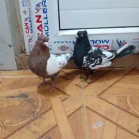 کفتر|پرنده|بوئین زهرا, |دیوار