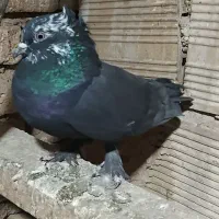 دوتا نر کله برنجی|پرنده|کیار, |دیوار