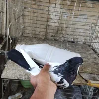 کفتر سینه ای فوق درشت دوتا نر|پرنده|کرج, باغستان|دیوار