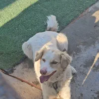 واگذاری رایگان  سگ نگهبان