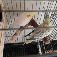 عروس هلندی مولد|پرنده|رباطکریم, رباطکریم|دیوار