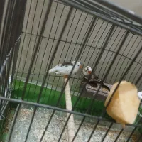 فنچ|پرنده|خمینی‌شهر, |دیوار