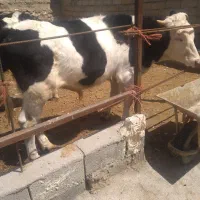 فروش گوساله نر