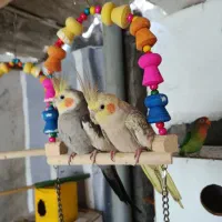 عروس هلندی نر و ماده مولد