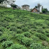 باغ چایی متراژ۲۸۰۰متر در روستای زیبای تالش محله