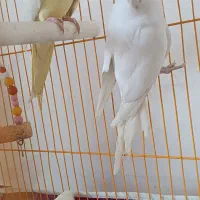 عروس هلندی جفت اماده|پرنده|کشکسرای, |دیوار