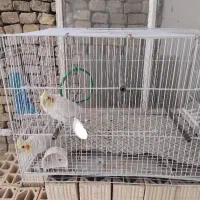 ۲عدد عروس هلندی