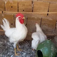 مرغ و خروس