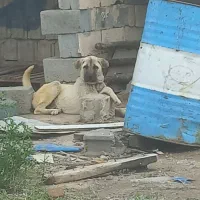 سگ عراقی