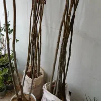 نهال وگل|گل و گیاه طبیعی|بجنورد, |دیوار