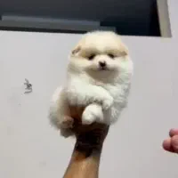 پامر خرسی فول کیفیت|سگ|رشت, دیانتی|دیوار