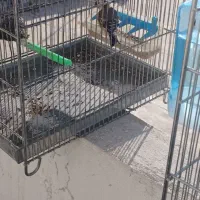 جوجه سهره|پرنده|ایلام, |دیوار