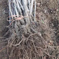 نهال انگور شرابی سردشت|گل و گیاه طبیعی|شیراز, جمال آباد|دیوار