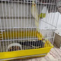 فروش یه جفت عروس مولد