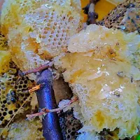 عسل طبیعی|خوردنی و آشامیدنی|اهواز, دغاغله|دیوار