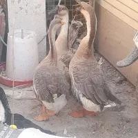 قوغاز و اردک درشت|حیوانات مزرعه|کاشان, حسن آباد|دیوار