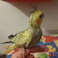 فروش عروس هلندی|پرنده|تبریز, |دیوار