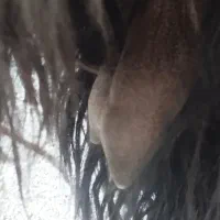 بز بزغاله بره میش گوسفند|حیوانات مزرعه|باغ بهادران, |دیوار